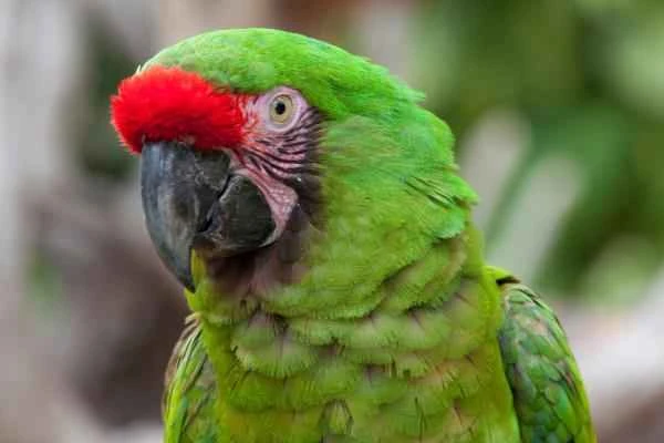 Animals en peligro de extinción en Puebla - Guacamaya verde (Ara militaris)