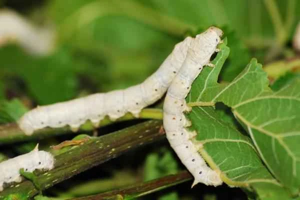 Types of butterflies - Silkworms (Bombyx mori)