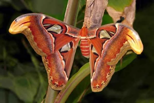 Butterfly species - Atlas butterfly (Attacus atlas)