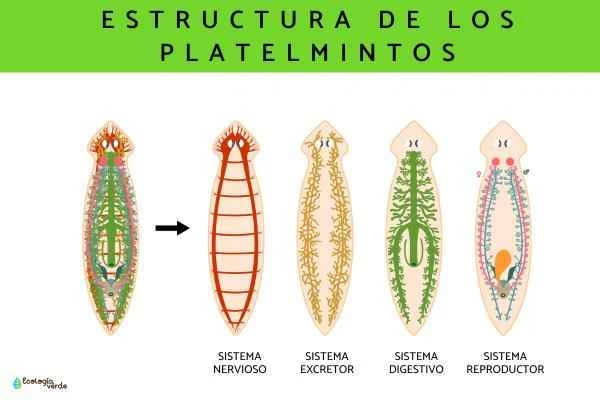 Platelmintos: características and ejemplos - Quéson los platelmintos and características