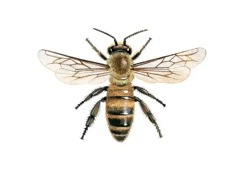 How many legs do bees have? Understanding the body structure and biological characteristics of bees.