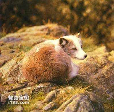 Arctic fox habits and economic value