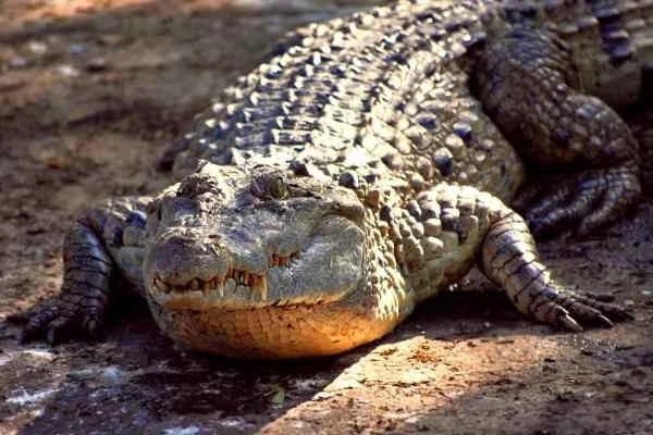 Endangered Crocodile - Critically Endangered Philippine Crocodile