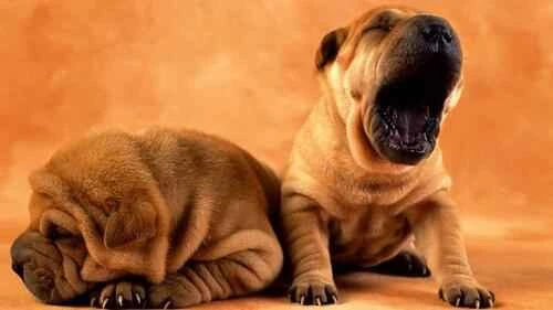 What animal has the cleanest mouth? Unveiling the cleanest animal mouths in nature.