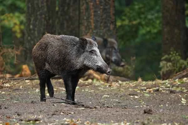 Despredadores de serpientes - Jabalí (Sus scrofa)