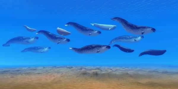 Narval: características, dónde vive and qué come - Reproducción del narval