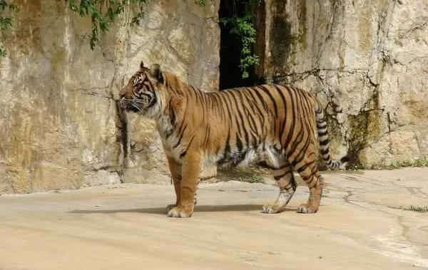 Tiger species - Sumatran tiger