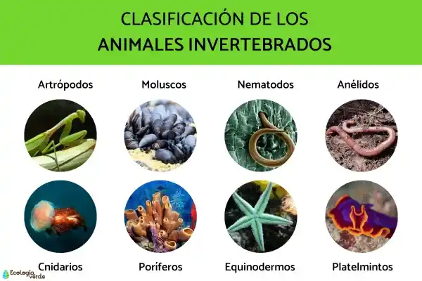 +35 Invertebrate Species: Examples and Characteristics