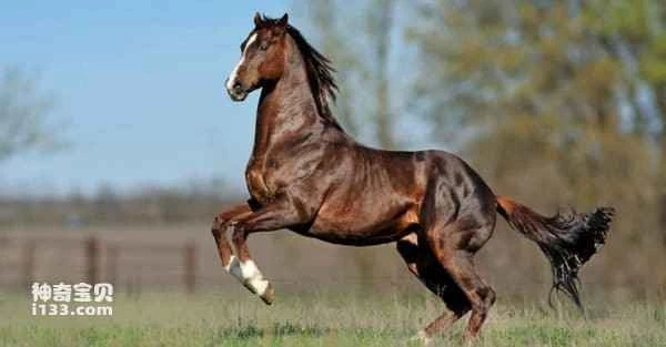 The world's ten most expensive animals