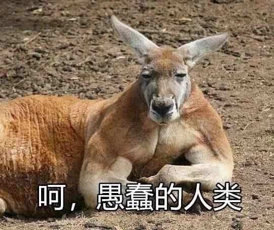 The origin and evolutionary history of kangaroos