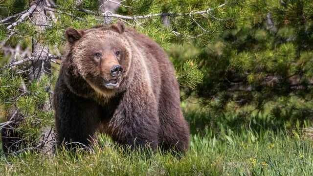 灰熊（Ursus arctos horribilis）