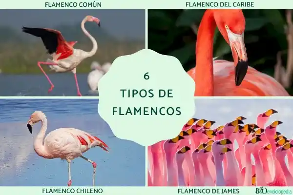 Flamingo species: 6 species of flamingos and their typical characteristics