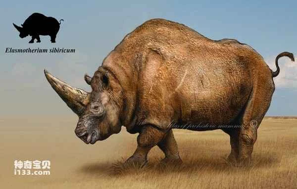 What kind of animal is the Elasmodon? (Detailed introduction)