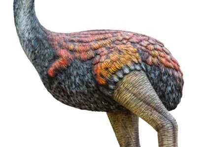 endangered animal categories, definitions, and lists