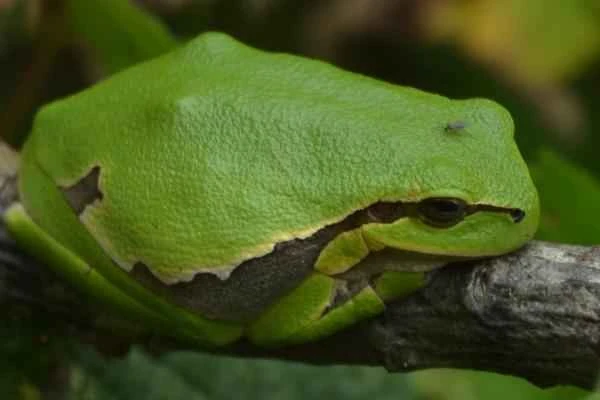 Animales que saltan alto - Ranas arbóreas (Hyla arborea)