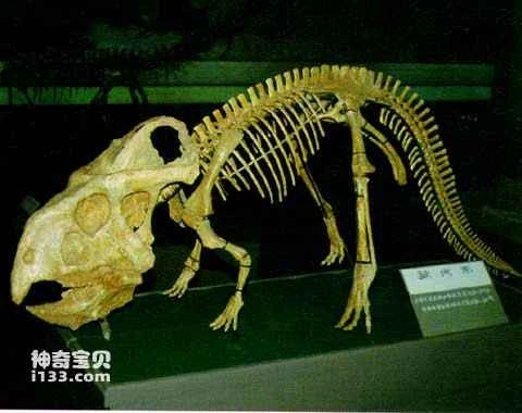 Characteristics of Protoceratops, the ancestor of ceratopsians