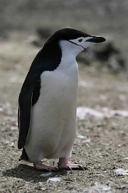 Detailed information about penguins and their habits (detailed introduction)