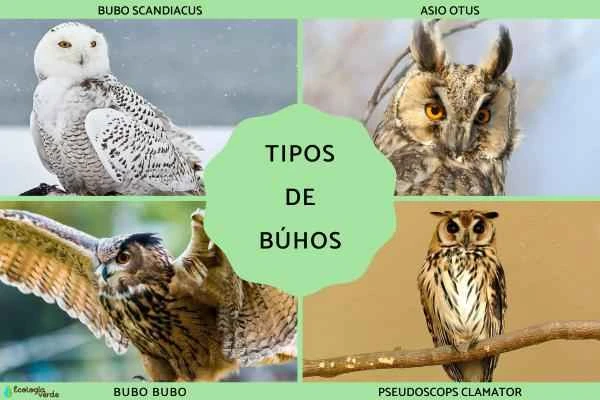 A comprehensive guide to common owl species worldwide, including pictures | A complete explanation of owl science