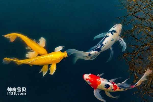 Do you know why carp is not one of China's four major freshwater fish?