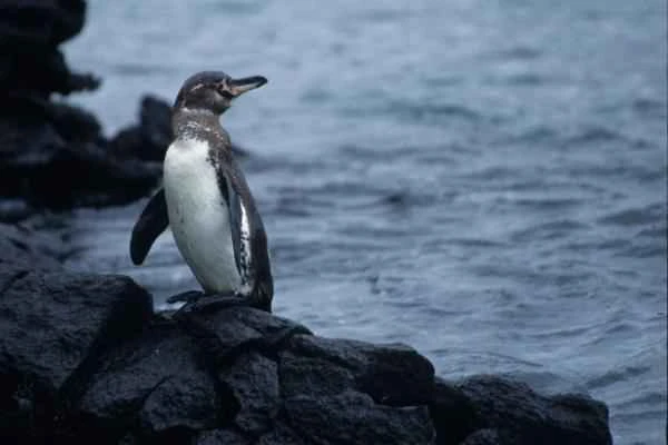 Penguin species - Galapagos penguin (Spheniscus mendiculus)