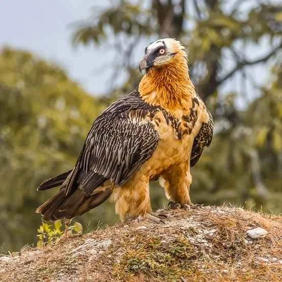 Bearded vulture: The only bird in the world that primarily feeds on bones.