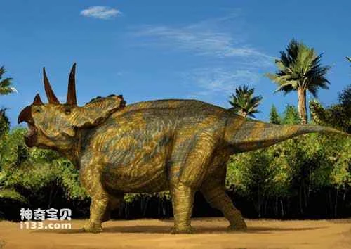 Fossil sites and physical characteristics of Triceratops