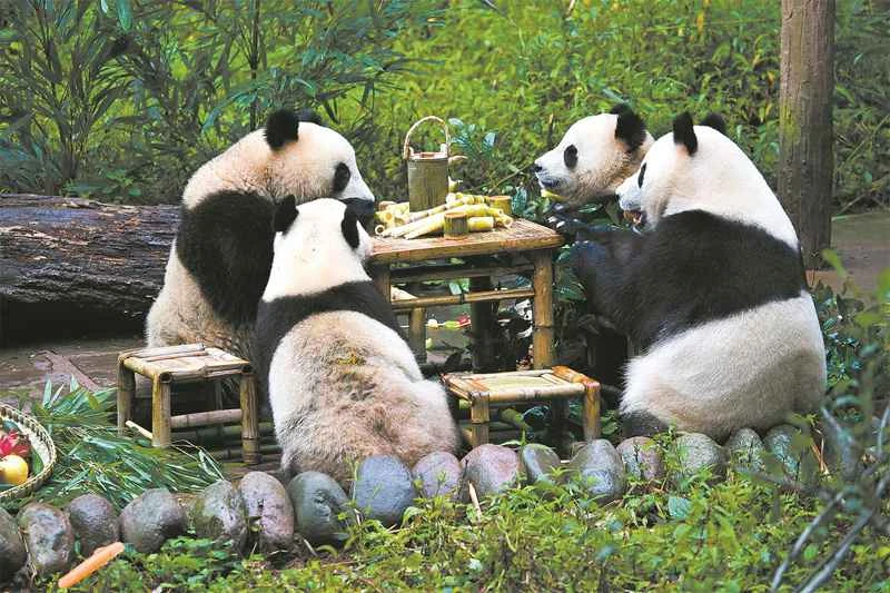 Different types of giant pandas: including species differences, habitats, and ecological characteristics