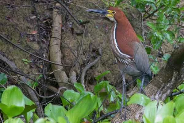 Wading birds: What are they and examples of them - Hocó colorado