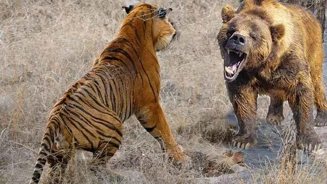 Who is stronger, the bear or the tiger? A comprehensive comparative analysis