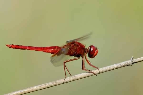 Dragonfly species - Scarlet Dragonfly