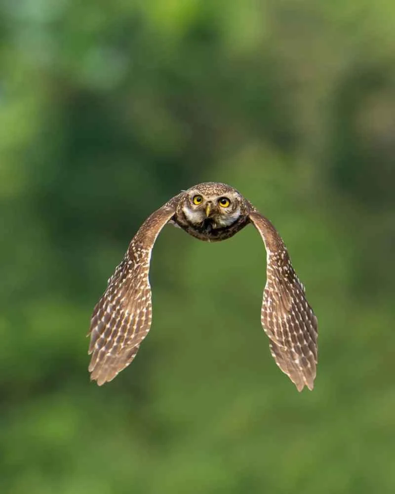 横斑腹小鸮▲▼