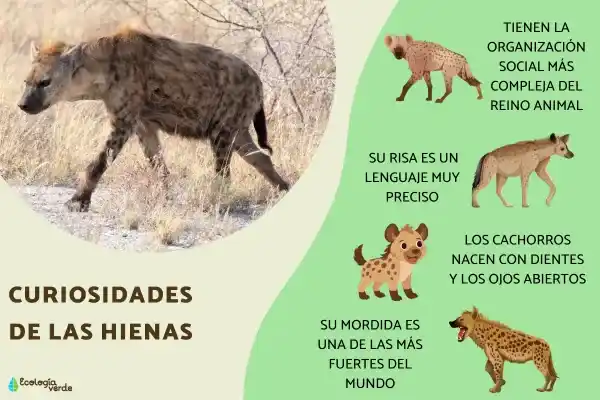 Fun facts about hyenas: their behavior, intelligence, and their important role in nature.