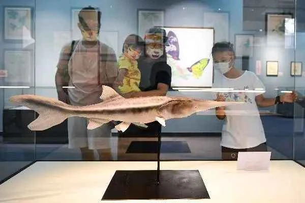 Farewell! Our "King of Freshwater Fish"! The Yangtze River Sturgeon is now extinct.
