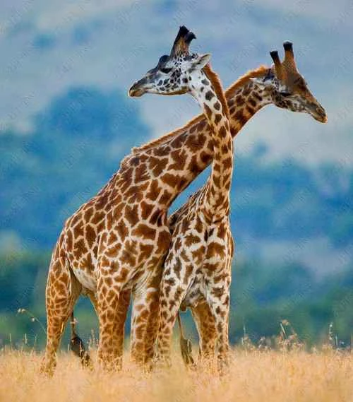 Ranking of the world's tallest animals: Giant animals from tallest to shortest