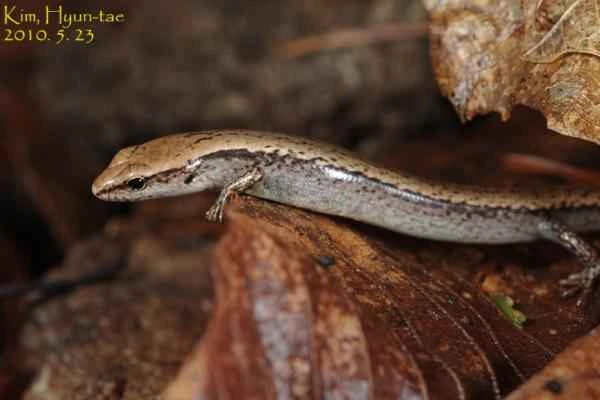Korean animals - Korean skink (Scincella vandenburghi)