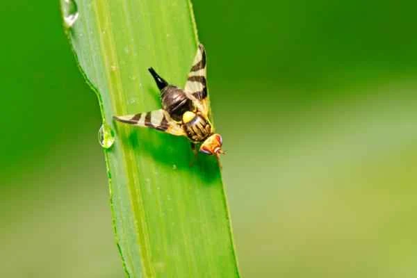 Tipos de moscas - Mosca de la manzana (Rhagoletis pomonella)