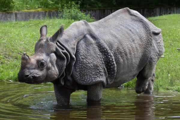 Indian animals - rhinoceros or one-horned rhinoceros