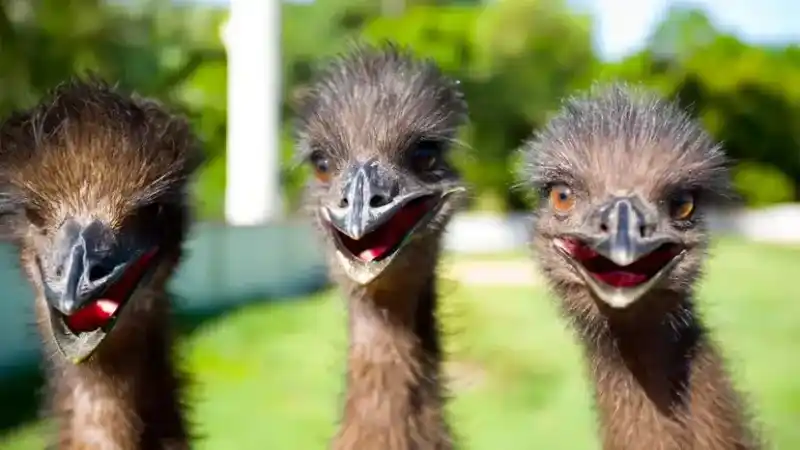 Emus: Tall, friendly, and resilient long-distance runners from Australia.