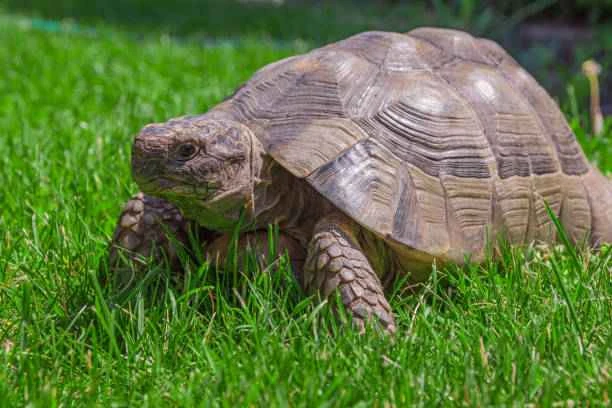 Chinese pond turtle care and precautions: a comprehensive guide