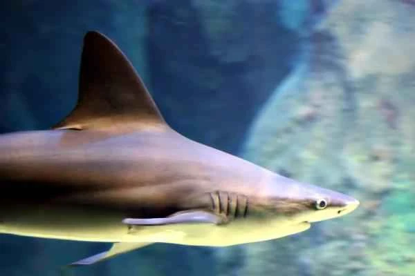 Mediterranean shark - Sandbar shark (Carcharhinus plumbeus)