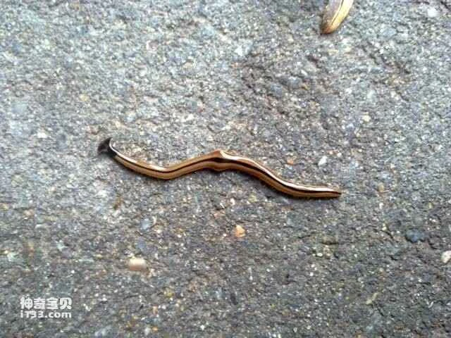 Planarians can regenerate incredibly well even when cut into hundreds of pieces.