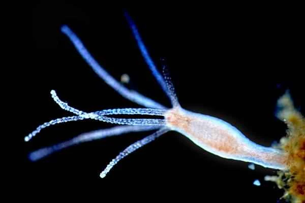 Animales que se regeneran - Hidras (Hydra vulgaris)