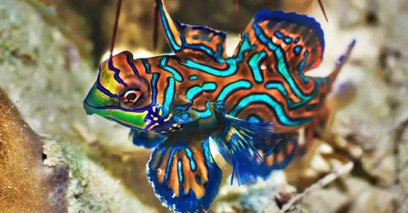 The 10 most bizarre ornamental fish, one of which can even breathe fire.