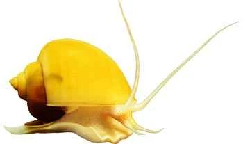 What are the harmful effects of golden apple snails? In-depth analysis of the impact of golden apple snails on ecology, agriculture, and health.