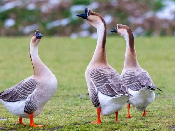 Birds with "teeth": Amazing birds and their "teeth"