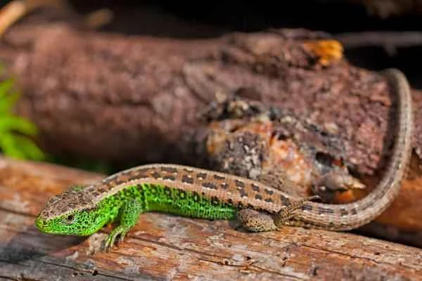 Types of Lizards - Agile Lizards