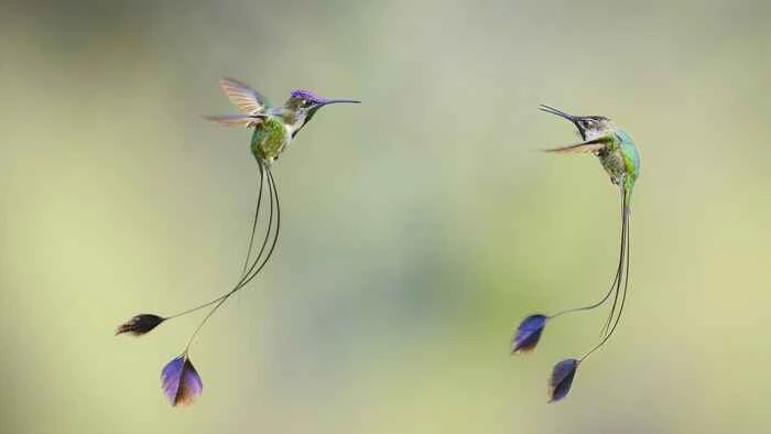 The world's ten most beautiful hummingbirds
