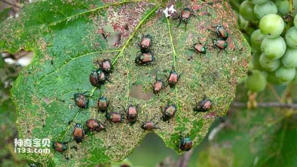 Top Ten Plant and Flower Pests