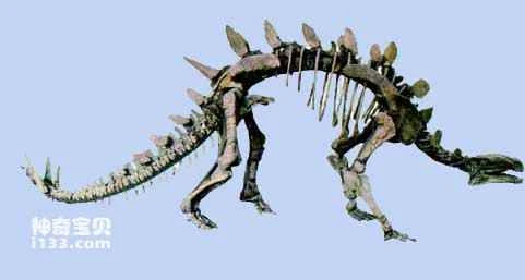 Physical characteristics and lifestyle of Stegosaurus