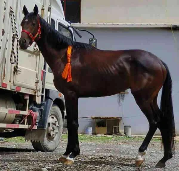 A thoroughbred horse worth 280,000 yuan went missing in Lijiang.